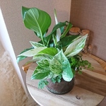 本州送料無料！元気なバイドロカルチャー、寄せ植え、ギャザリング、観葉植物。