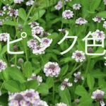 ヒメイワダレソウ　ピンク　抜き苗　グランドカバー　1パック