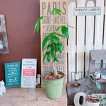 現品♡【パキラ】育てやすい人気の観葉植物♡ナチュラルグリーン！ステキなみどり系ブリキ鉢♪