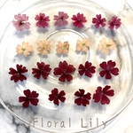 国産バーベナの押し花   3色セット✨