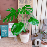 現品のみ♡【モンステラ】大きめ葉っぱのカッコイイ観葉植物♡素敵な陶器鉢♪