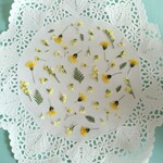 押し花素材　No154　黄色い小花のセット