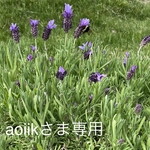 aoiikさま専用〇ぷっくりお花のコットンブランケット〇