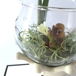 春をまつリス  エアプランツつき