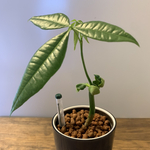 [育てやすい] 観葉植物 パキラ ハイドロカルチャー