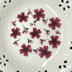 バーベナ赤(押し花)