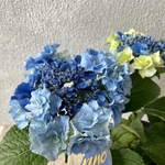 アジサイ　深海の色