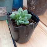 多肉植物(ムーンストーン)