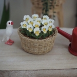 ミニチュアフラワー　ビオラの寄せ植え