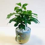 ハイドロカルチャー　コーヒーの木　小石原焼　陶器　観葉植物　マグカップ