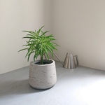 ●数量限定●  ”ペペロミア　ハッピービーンの木　鉢カバー付（オランダ製）"　多肉植物　観葉植物　ハッピービーン　木　珍しい