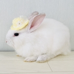 小動物用 淡い黄色の夏帽子