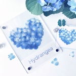再再販青い紫陽花ハートのアクリルスタンド