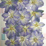 押し花商品【千鳥草】