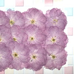 押し花商品【八重桜】
