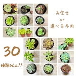 選べる多肉 お任せ多肉 葉挿し 抜き苗 カット苗 詰め合わせ 寄せ植え