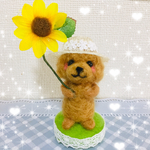 夏いっぱい🌻トイプードルちゃん🐶☀️