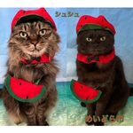 再入荷！スイカ柄シュシュ、猫ちゃんの首輪