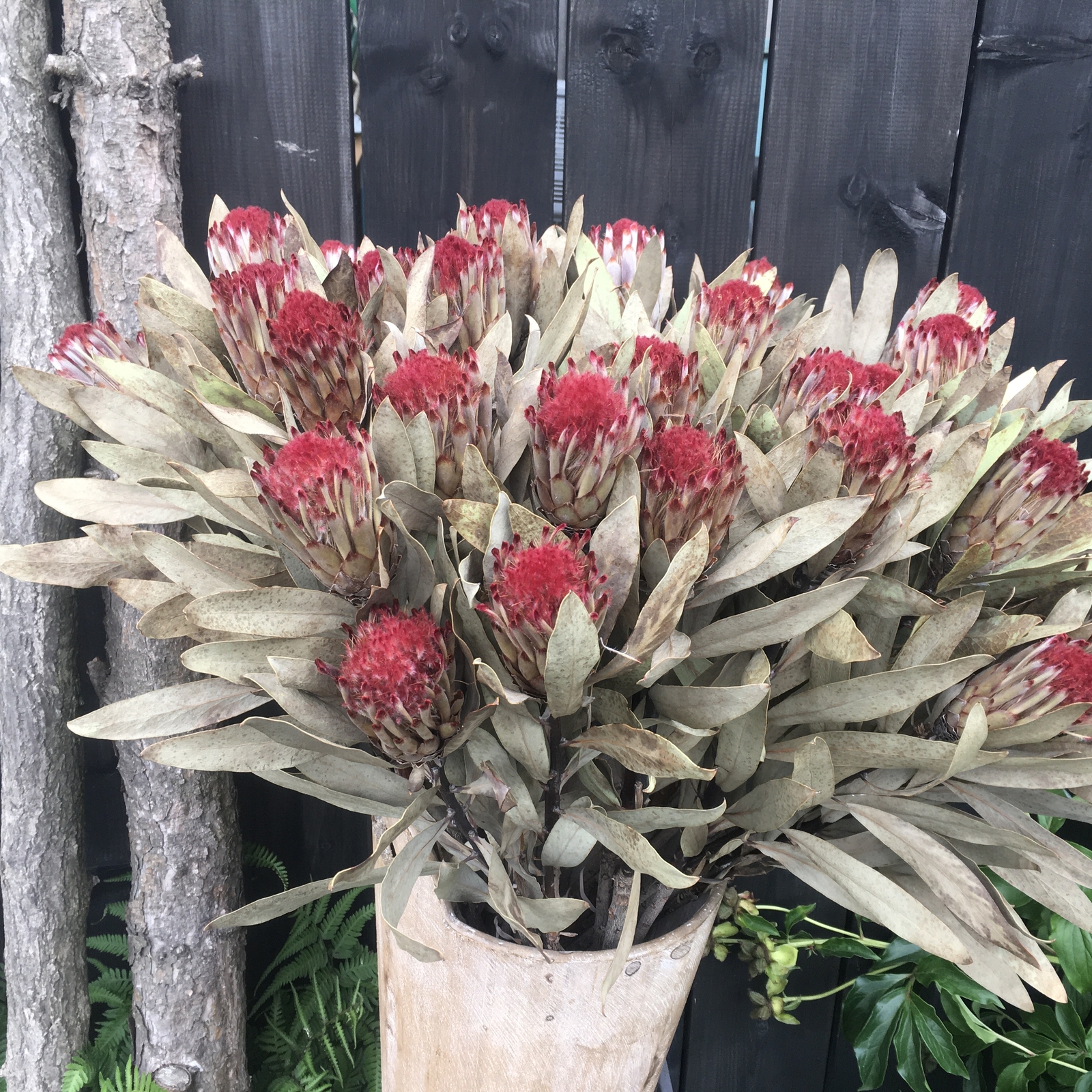 木の実❣️ベルガムナッツ❇️ドライフラワー 楽天市場】ベルガムナッツの通販