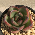 【⑳　プロディディティ　エケベリア】♡韓国苗♡多肉植物