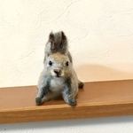 エゾリス　グレー
