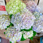 大人気♡【マジカルレインボー 】マーブルミックス色が人気の紫陽花♪人気の季節のお花