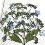 ガクアジサイの押し花