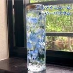 デルフィニュームのハーバリウム