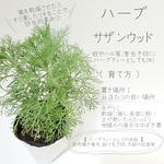 サザンウッド (ハーブ)
