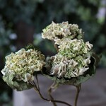 白い紫陽花のドライフラワー（3本組）