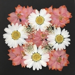NO.681N 限定9個✨アプリコットピンクの千鳥草／押し花素材