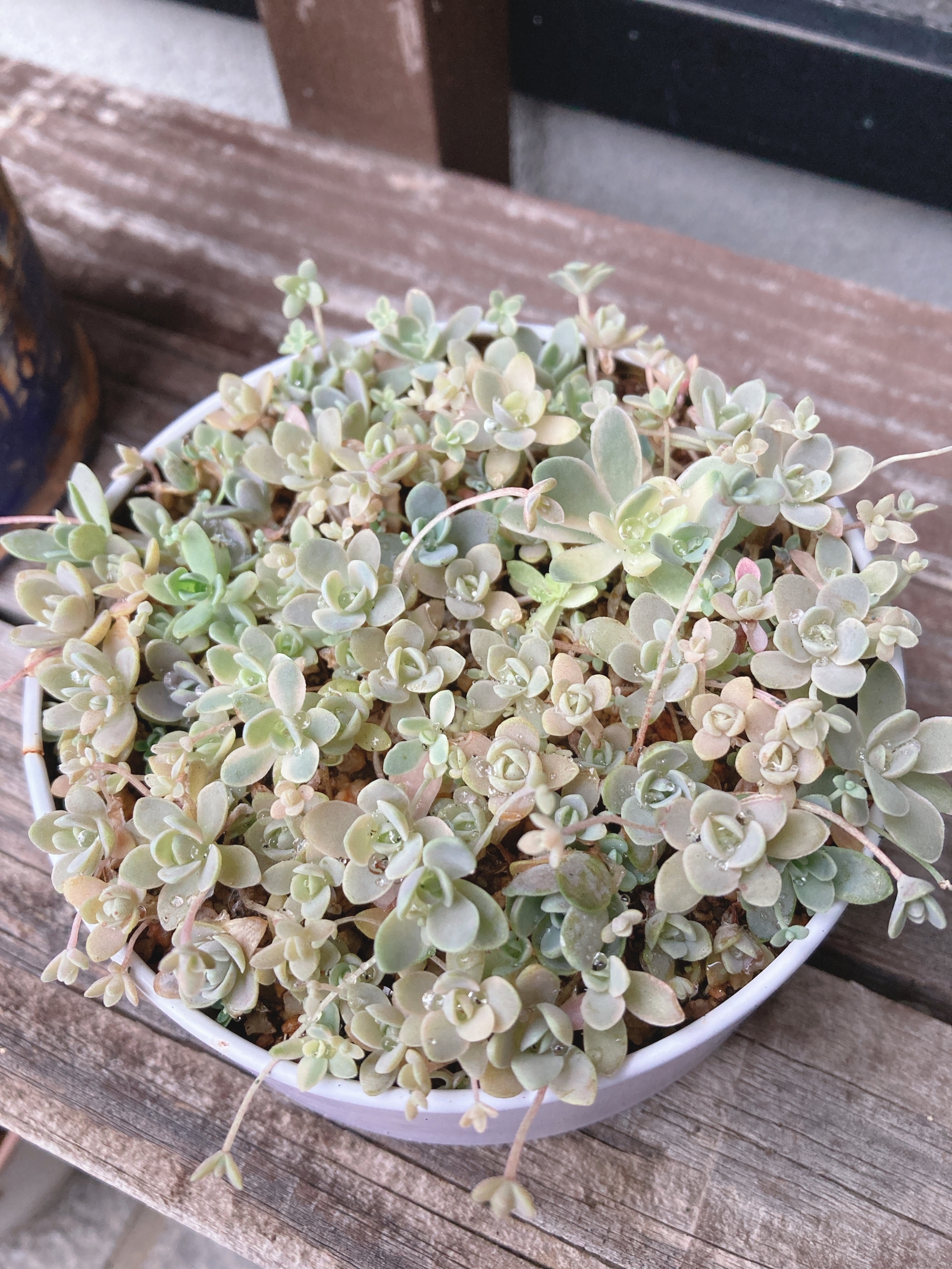 多肉植物セダム子持ち蓮華 50個以上 Minne 日本最大級のハンドメイド 手作り通販サイト