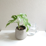 ●再販● ”ヒメモンステラ　鉢カバー付き（オランダ製）”　観葉植物　グレー　ミニモンステラ　姫モンステラ　
