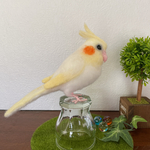b2mama様☆オカメインコ ルチノー