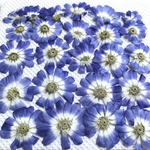 サイネリアの押し花③