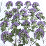 ウツギ 押し花③