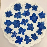 NO.199 瑠璃色の八重紫陽花／押し花素材