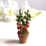 　ほおずき鉢植え　鬼灯　ミニチュアフラワー