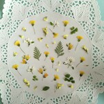 押し花素材　No160　黄色い小花のセット