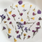 小花の押し花　押し花アート対応　花材　素材