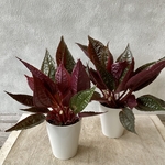 【観葉植物】モルナ　プリムフローラ