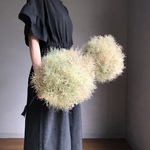 もくもくスモークツリーにちょこっとかすみ草