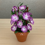 朝顔の花鉢     3