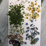 押し花素材　小花ミックス