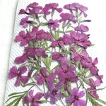 シバザクラの押し花②
