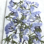 シバザクラの押し花③