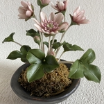 クレイフラワー　雪割草