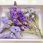 スターチスドライ＊３色セット