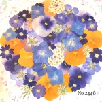 ♡new♡  ♡可愛い押し花セット♡ ♡たくさん入って使いやすい押し花セット♡