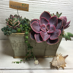 多肉寄植え クラシック
